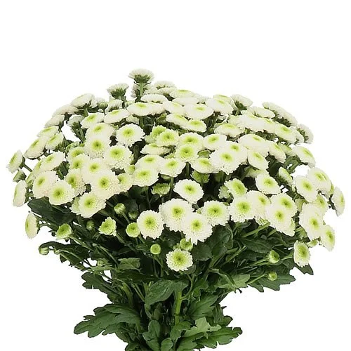 Crisântemo Santini Maverick White