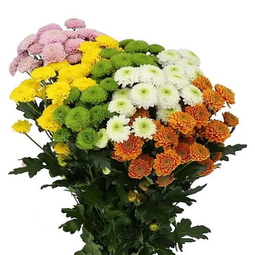 Crisântemo Santini Pompon Mix