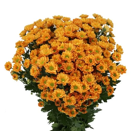 Crisântemo Santini Rossi Orange
