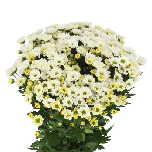 Crisântemo Santini Rossi White