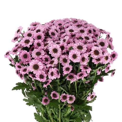 Crisântemo Santini Yin Yang Pink