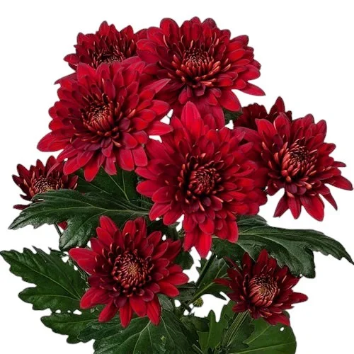 Crisântemo Spray Barca Red