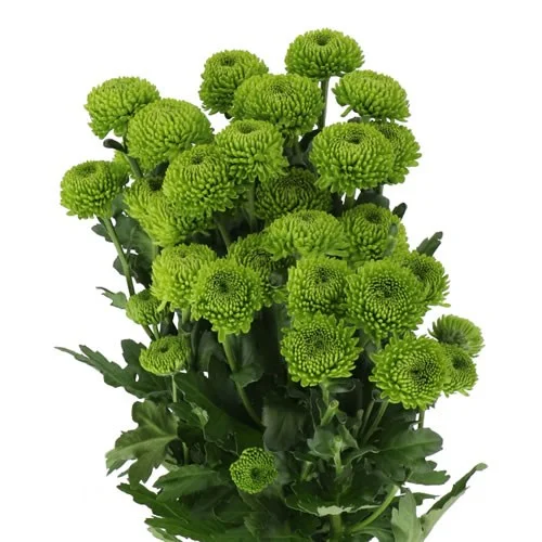 Crisântemo Spray Code Green