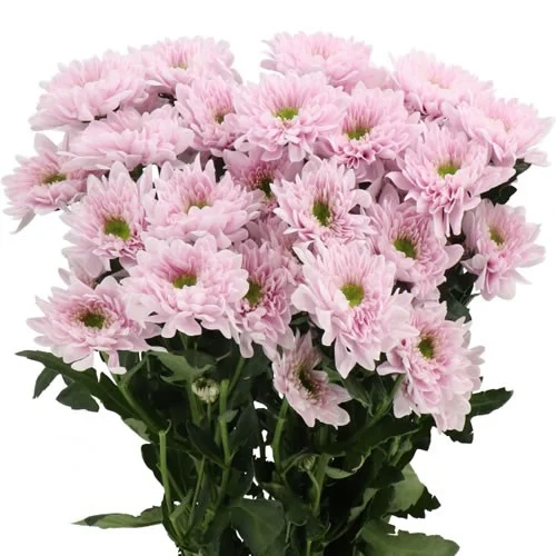 Crisântemo Spray Commander Pink