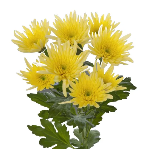 Crisântemo Spray Delianne Yellow