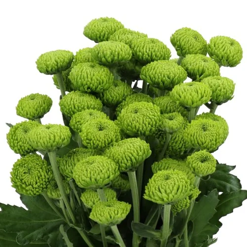 Crisântemo Spray Deligreen