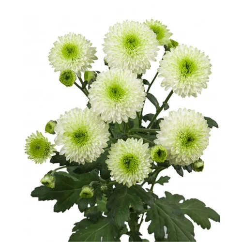 Crisântemo Spray Furore