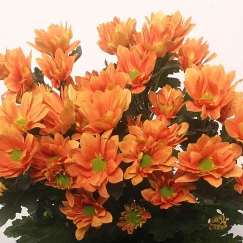 Crisântemo Spray Grand Orange
