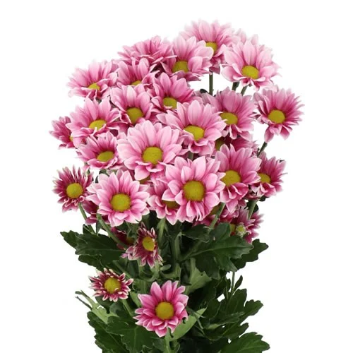 Crisântemo Spray Haydar Pink