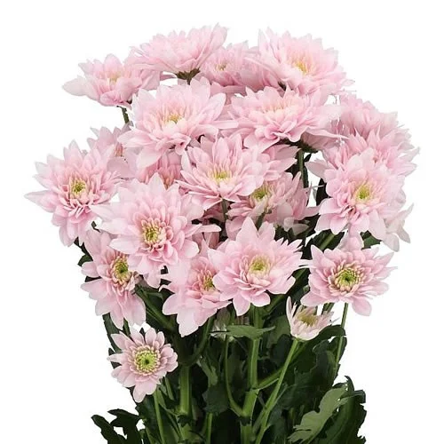 Crisântemo Spray Pastela Pink