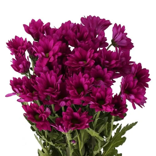 Crisântemo Spray Purple Star