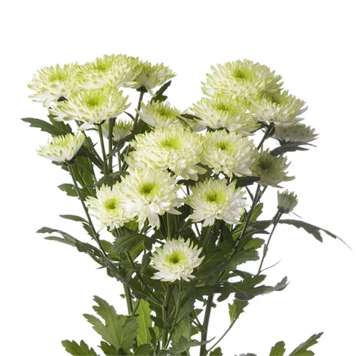Crisântemo Spray Zembla Lime