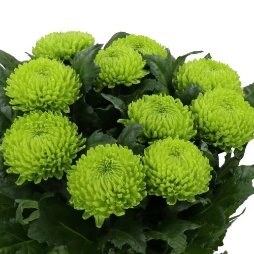 Crisântemo Uniflor Alemani
