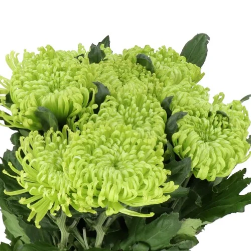 Crisântemo Uniflor Anastasia Dark Green
