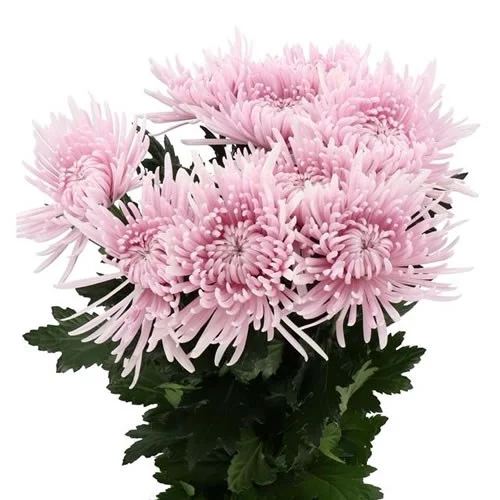 Crisântemo Uniflor Cipria