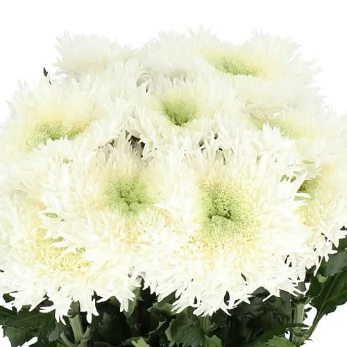 Crisântemo Uniflor Etrusko White