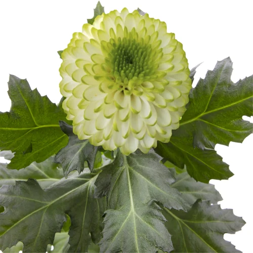 Crisântemo Uniflor Lime Halo