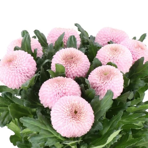 Crisântemo Uniflor Momoko