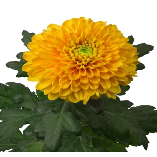 Crisântemo Uniflor Playtime Orange