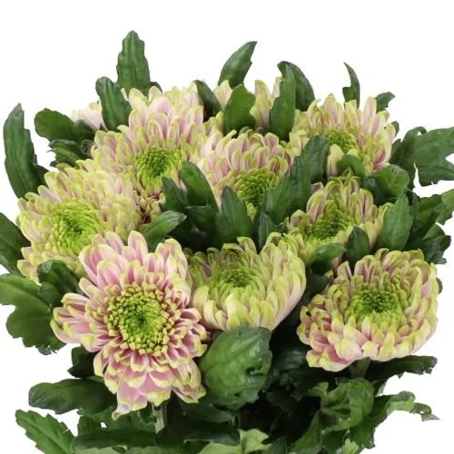 Crisântemo Uniflor Rossano Charlotte