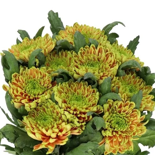 Crisântemo Uniflor Rossano Elizabeth