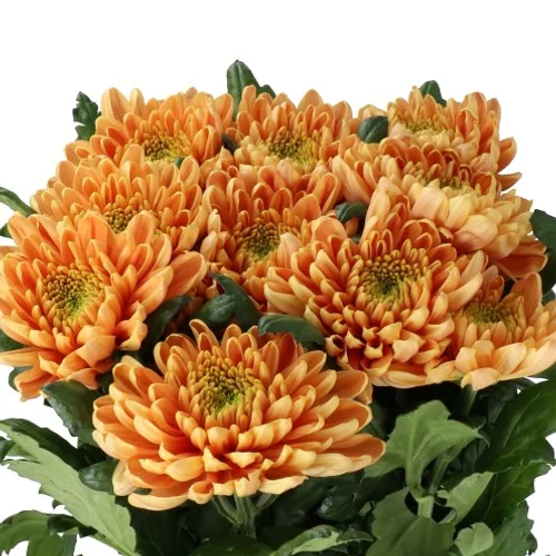 Crisântemo Uniflor Rossano Orange
