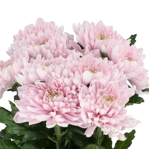 Crisântemo Uniflor Rossano