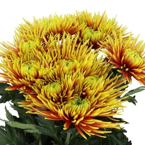 Crisântemo Uniflor Saffina