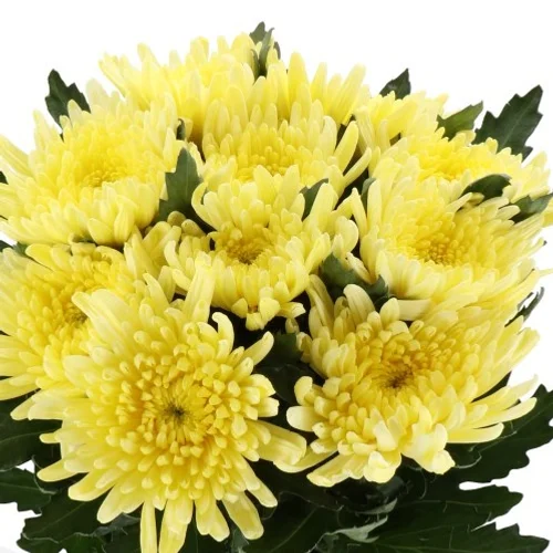 Crisântemo Uniflor Topspin Yellow