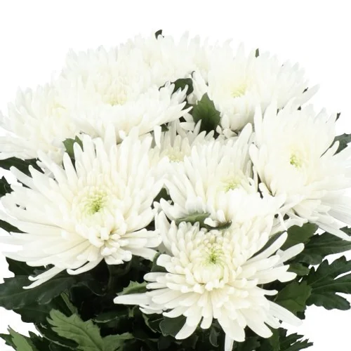 Crisântemo Uniflor Topspin