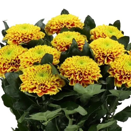Crisântemo Uniflor Tropicana