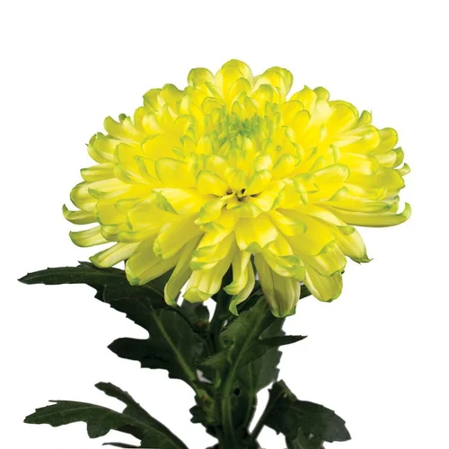 Crisântemo Uniflor Zembla Brasil