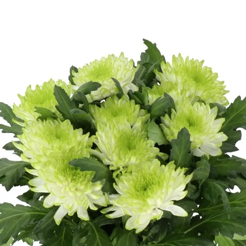 Crisântemo Uniflor Zembla Lime