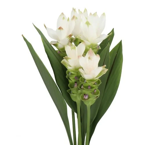 Curcuma Siam Shine