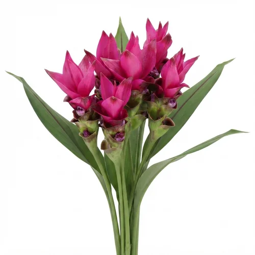 Curcuma Siam Soul