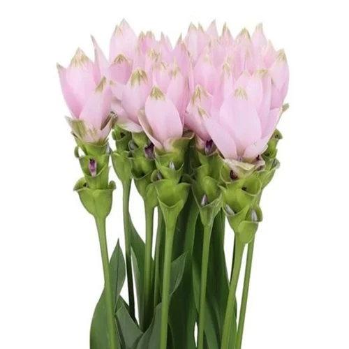 Curcuma Siam Splendid