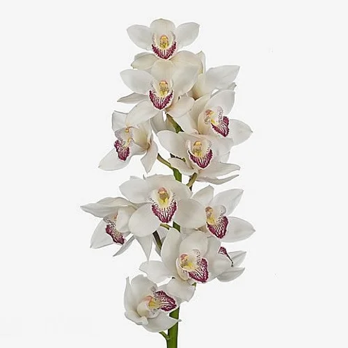 Cymbidium Anouk