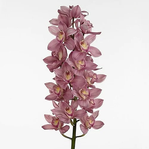 Cymbidium Cindyflor