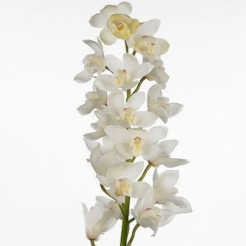 Cymbidium Early White