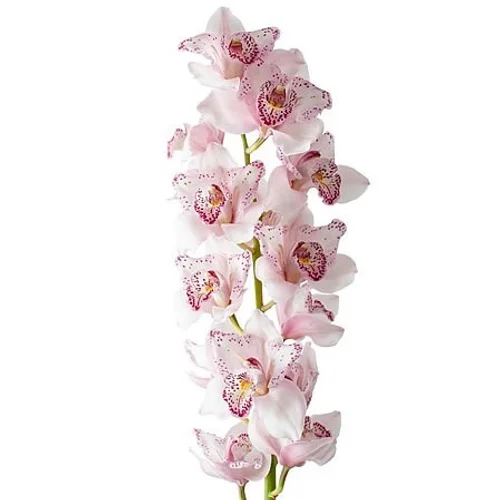 Cymbidium Faya Feline
