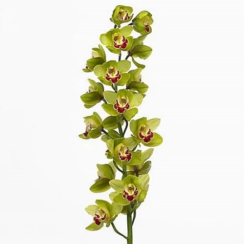 Cymbidium Fiona