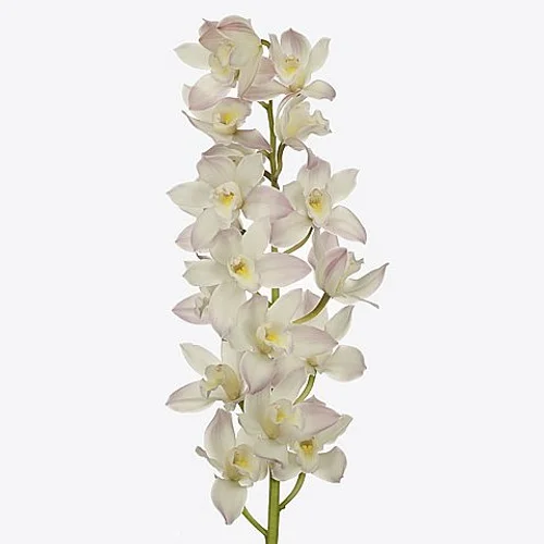 Cymbidium Joshua