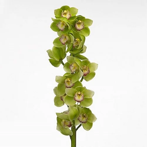 Cymbidium Majestic