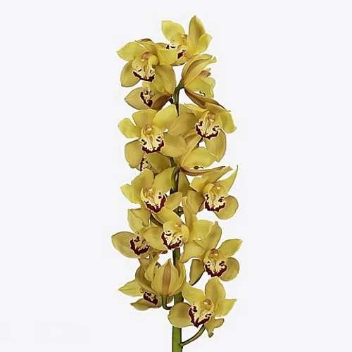 Cymbidium Milou