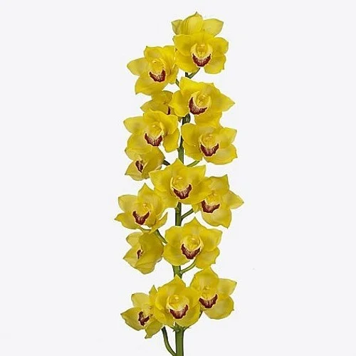 Cymbidium Mimosa