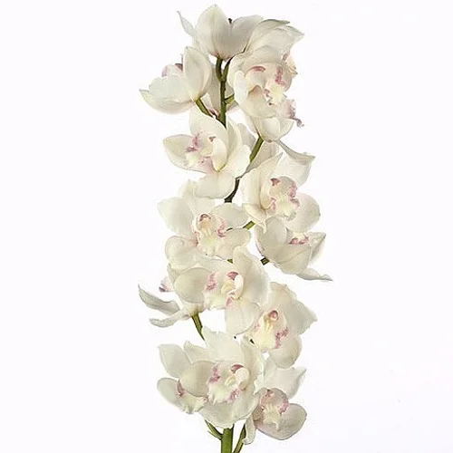 Cymbidium Snowcastle