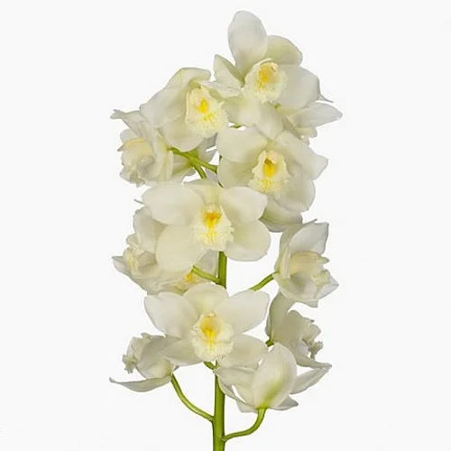Cymbidium Super Nova