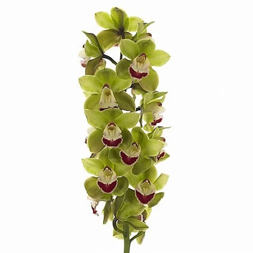 Cymbidium Top Spot