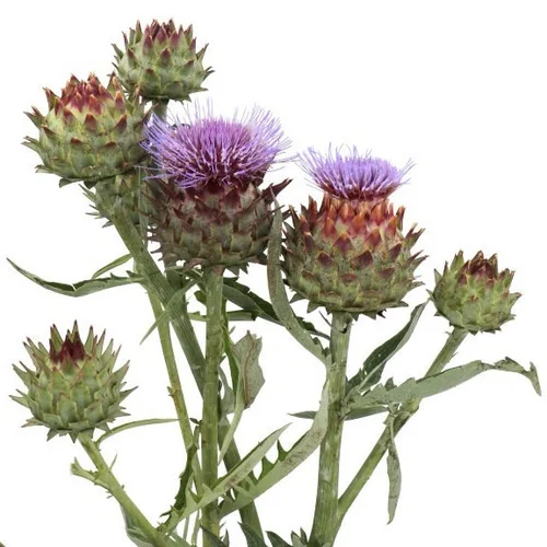 Cynara Cardunculus