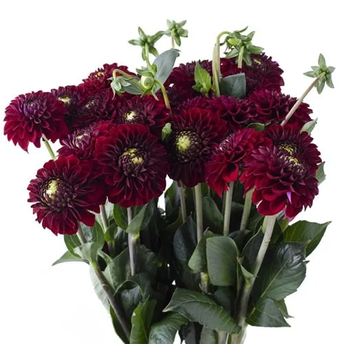Dahlia Black Fox